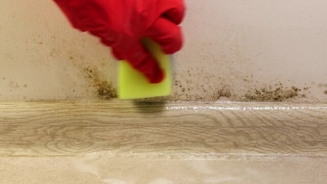 Hand clean black mold fungus growing on the wall under baseboard with sponge. Dampness problem concept. Condensation at home.