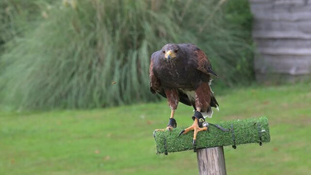 Harris Hawk (Parabuteo unicinctus) wearing anklets and a bell, watching and almost catching a wasp that lands on its beak during a falconry display. August, Kent, UK. Slow motion x5