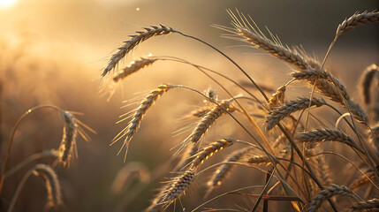 Close up of ripe wheat ears in golden sunset light