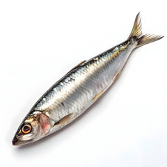 Raw sardine single fish isolated on white background showcasing fresh seafood ingredient ideal for cooking, recipes, healthy meals,