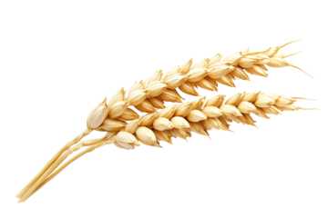 Two wheat stalks isolated on transparent background
