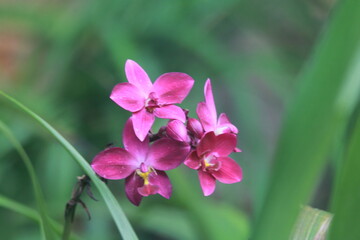 Naklejka premium Beautiful pink orchid flower blossom closeup in the spring garden, highlighting the delicate flora and purple petal beauty
