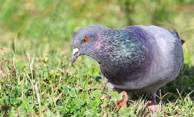 Close up pigeon on beach, birds of Montenegro	