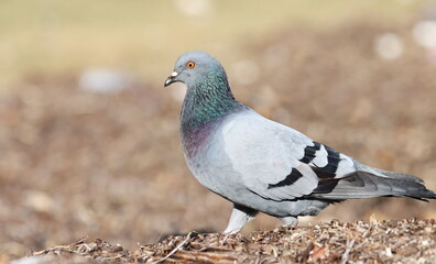 Close up pigeon on beach, birds of Montenegro	