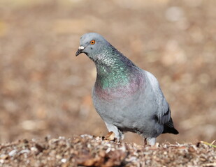 Close up pigeon on beach, birds of Montenegro	