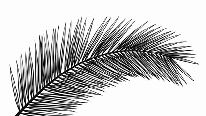 Obraz premium Detailed Black and White Palm Leaf Frond Illustration.