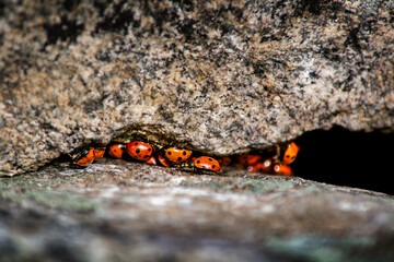 Cluster of Ladybugs Hibernating or Hiding Under a Rock Ledge © WK