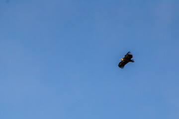 Eurasian Griffon Vulture or Raptor Soaring in Clear Blue Sky