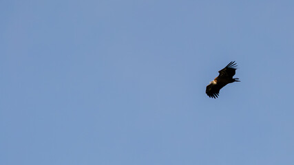 Eurasian Griffon Vulture or Raptor Soaring in Clear Blue Sky