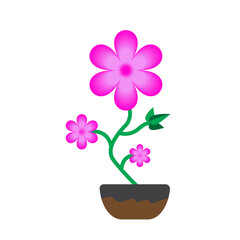 Pink flower growing in a brown pot isolated on white background