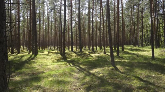 A walk in the National Park in Latvia at the summer. Coniferous forest in early early summer. Traps and directions for outdoor activities.