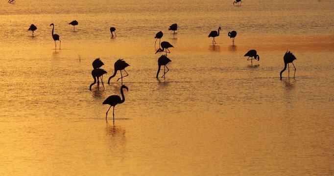 Pink flamingos at sunset, the Camargue, Southern France.