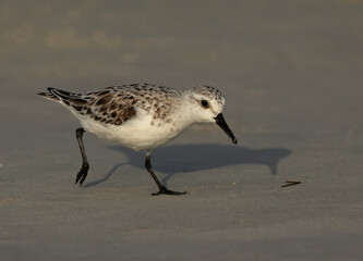 Sanderling at Busaiteen coast, Bahrain