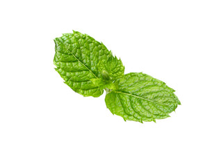 Mint leaf. Twig of fresh raw mint leaves