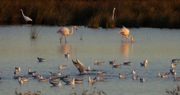 Flock of black-headed gulls (Chroicocephalus ridibundus) and greaterter flamingos. The Camargue, France.