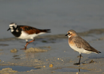 Lesser sand plover in breeding plumage and a tunstone at the backdrop at Busaiteen coast