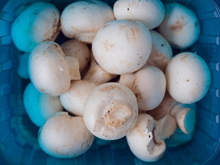 Top View of Fresh White Button Mushrooms in a Blue Plastic Container