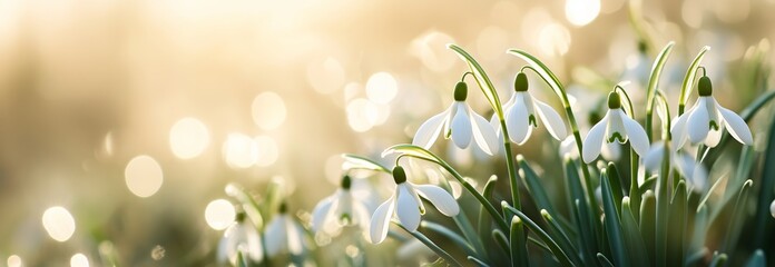 Snowdrops Bloom in a Sunlit Meadow on a Clear Spring Morning With Gentle Sunlight Filtering Through