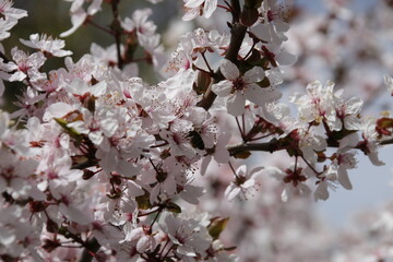 Kirschbl&uuml;ten