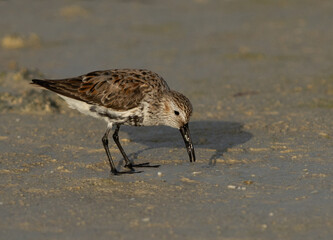 Closeup of a Dunlin feeding at Busaiteen coast of Bahrain