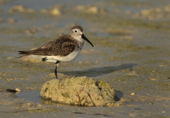 Closeup of a Dunlin resting at Busaiteen coast of Bahrain