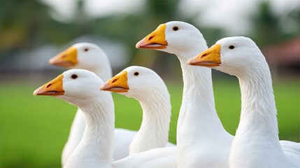 Obraz premium Five white geese gathered together in a green field during late afternoon, showcasing their vibrant orange beaks and curious expressions