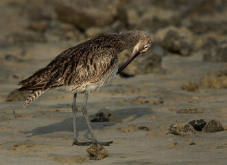 Eurasian curlew preenng at Busaiteen coast of Bahrain