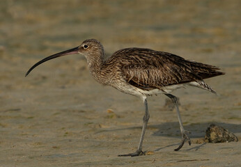 Portrait of a Eurasian curlew at Busaiteen coast, Bahrain