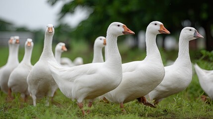Flock of white geese walking together in a lush green field during a cloudy day in a rural area