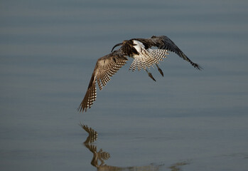 Eurasian curlew in flight at Busiateen coast, Bahrain