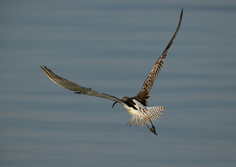 Eurasian curlew flying at Busiateen coast, Bahrain