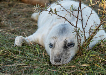 Grey seal pup at Donna Nook