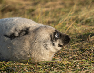 Grey Seal Pup
