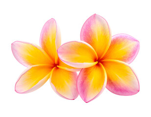 Fototapeta premium Two tropical flowers, vibrant petals, isolated