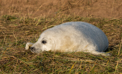 Seal Pup at  Donna Nook