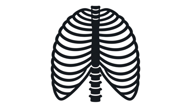 Human rib cages isolated on a clean background, showcasing anatomy and skeletal structure, ideal for medical, educational, or scientific illustrations.