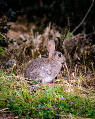 Wild Rabbit Sitting Alert in Grassland or Forest Edge