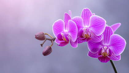 Purple orchid flowers on soft blurred background, beautiful blossoms.