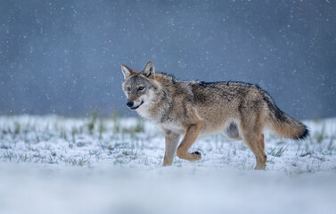 Obraz premium Grey wolf ( Canis lupus ) close up