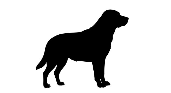 Labrador retriever dog silhouette standing on white background
