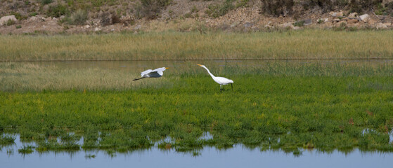At biologically significant wetlands of Bitter Lakes National Wildlife Refuge in New Mexico, in the American Southwest, Great Egrets interact