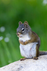 Close up of adorable squirrel with grasslands in blurred green bokeh in Colorado, United States
