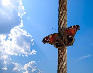 Butterfly rests on a thick cable against a bright blue sky with fluffy white clouds and sun rays