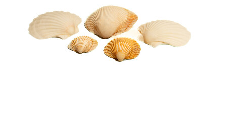 Bi Valve Sea Shells from the Beach
