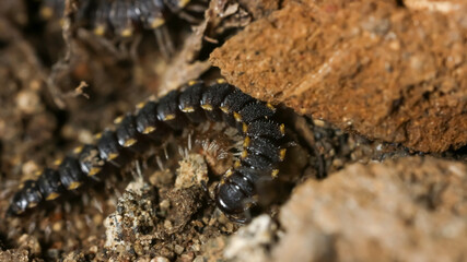 Macro shot of dark millipede crawling through soil and rocks