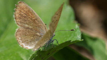 Macro photo of brown butterfly perched on green leaf