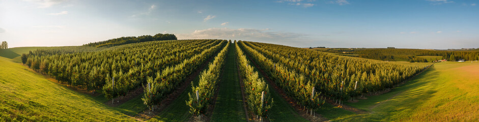 Obraz premium 4K Ultrawide Panoramic Nature Landscapes Backgrounds - An aerial view of an expansive vineyard, showcasing rows of grapevines bathed in golden sunlight