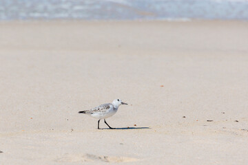 Sanderling standing on sunlit sand with distant waves in soft background Portugal, Ovar – Furadouro, 10.10.2025