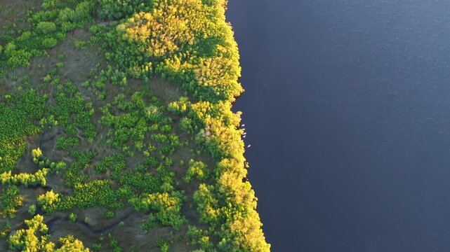 Southern Florida wetlands with white egret wild birds flying over green shrubs between river waters. Aerial view of wildlife in natural habitat