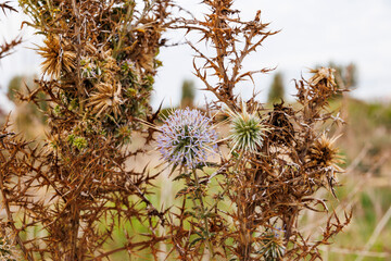 dry grass in the wind